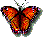 Bfly